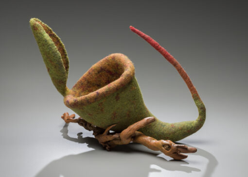 susan aaron taylor endangered attenborough's pitcher plant